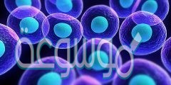 اي الخلايا يمكن ان ينمو حجمها أكبر
