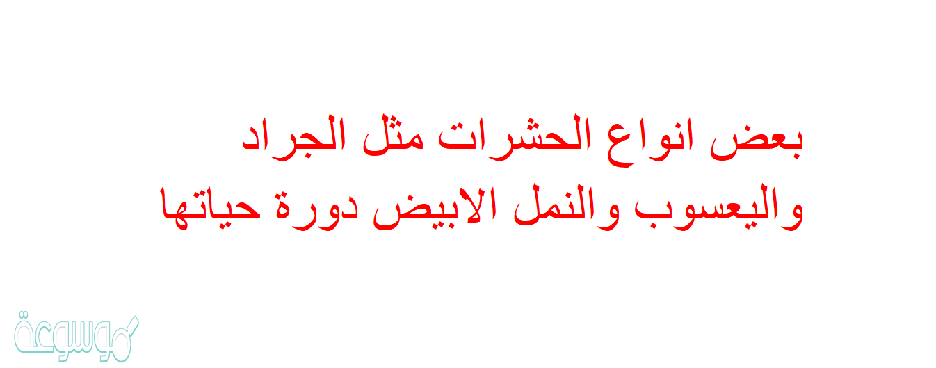بعض انواع الحشرات مثل الجراد واليعسوب والنمل الابيض دورة حياتها