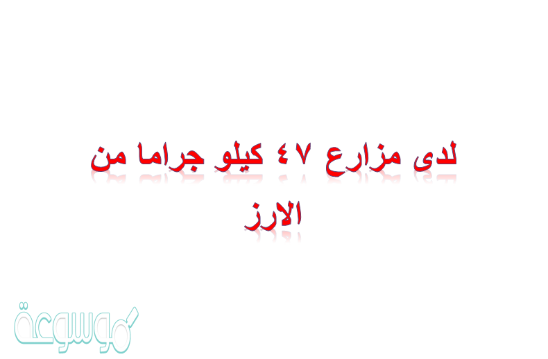 لدى مزارع ٤٧ كيلو جراما من الارز