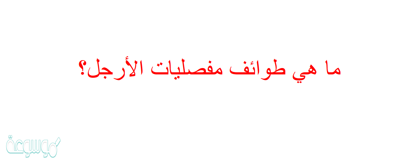 ما هي طوائف مفصليات الأرجل؟