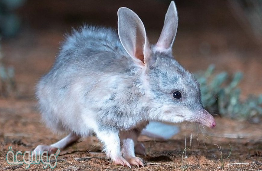 ماهو الحيوان الذي يسمى ب ام بي