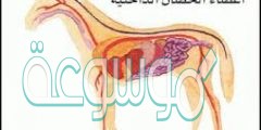 ورقة عمل درس اجهزة اجسام الحيوانات