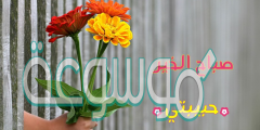 كلام وصور صباح الخير للجميع حالات واتس اب وتويتر