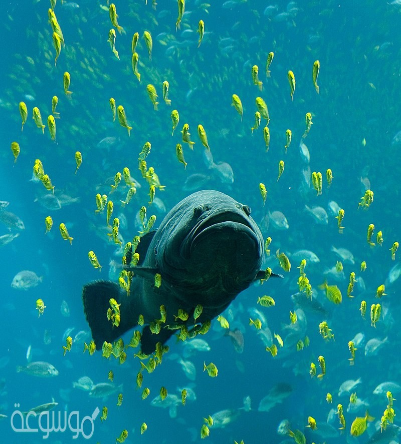 قارن بين التراكيب الداخليه والخارجيه في الأسماك