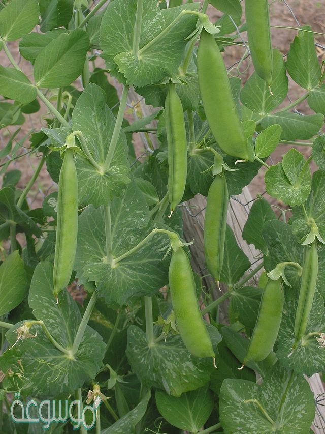 النبات السنوي هو النبات الذي يعيش لسنوات عديدة.