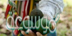 كيفية زراعة الافوكادو بالمنزل