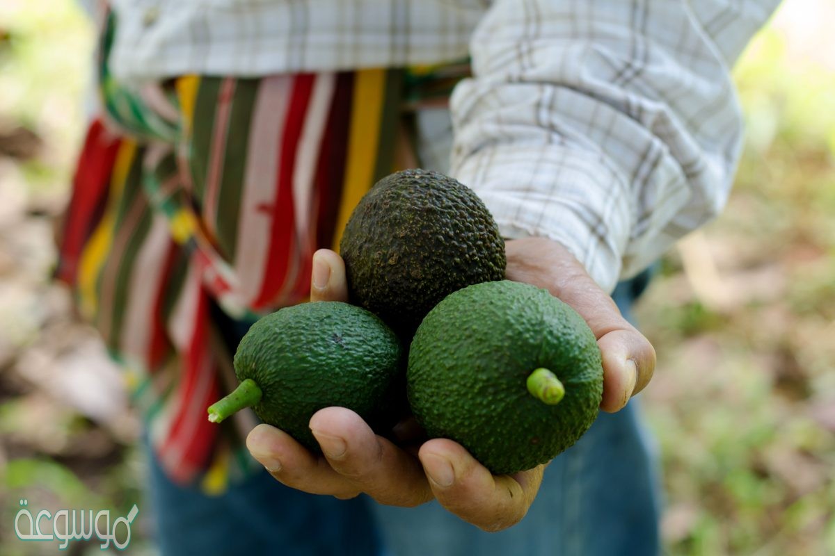 كيفية زراعة الافوكادو بالمنزل