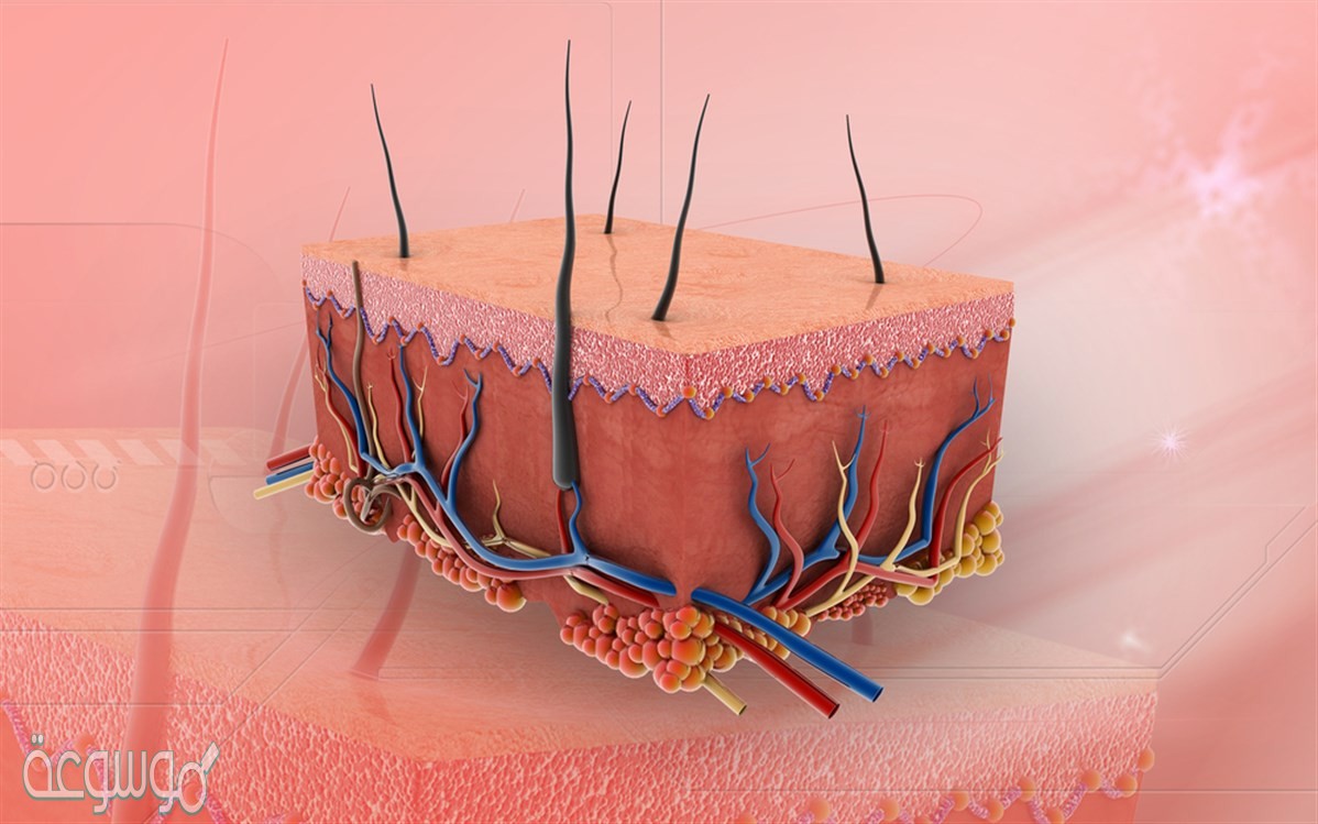 الأدمة هي طبقة من الخلايا توجد أسفل البشرة وهي أسمك من البشرة تحتوي على الأوعية الدموية والغدد العرقية وتراكيب أخرى.