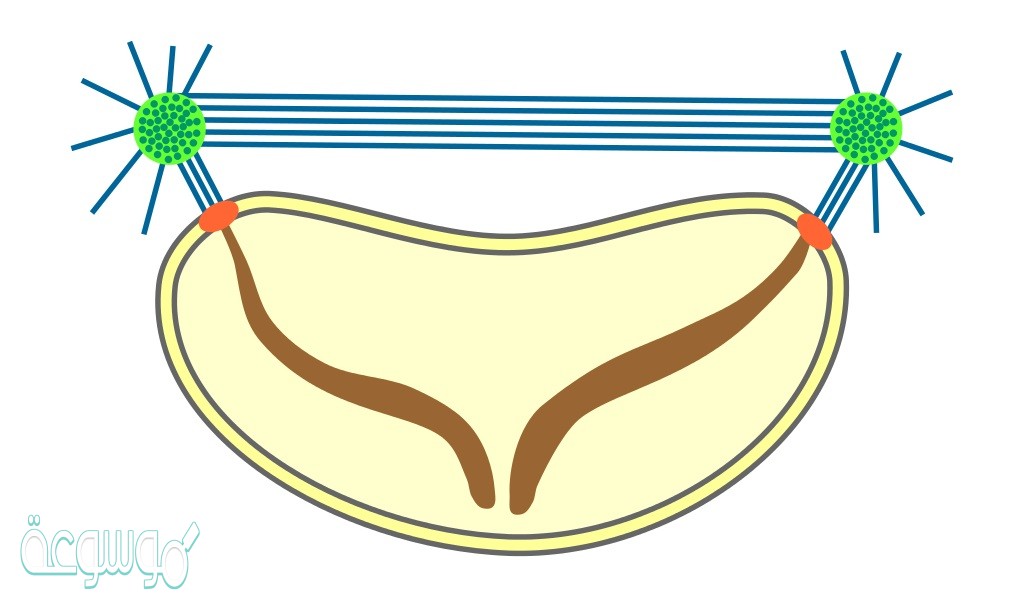 من مراحل الانقسام المتساوي