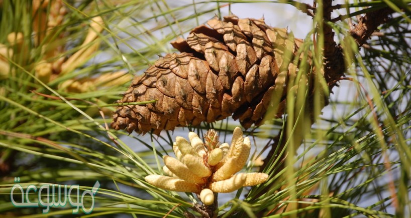 لا ينتمي للنباتات معراة البذور