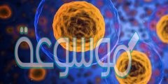 ماذا تسمى المراحل والاطوار المتتابعة التي تمر بها الخلية