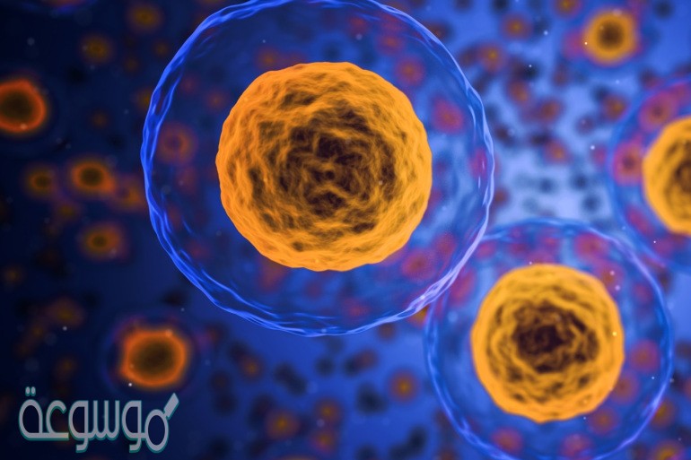 ماذا تسمى المراحل والاطوار المتتابعة التي تمر بها الخلية