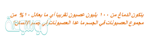 يتكون الدماغ من 100 بليون عصبون تقريبا أي ما يعادل 10% من مجموع العصبونات في الجسم ما عدا العصبونات في جسم الإنسان؟