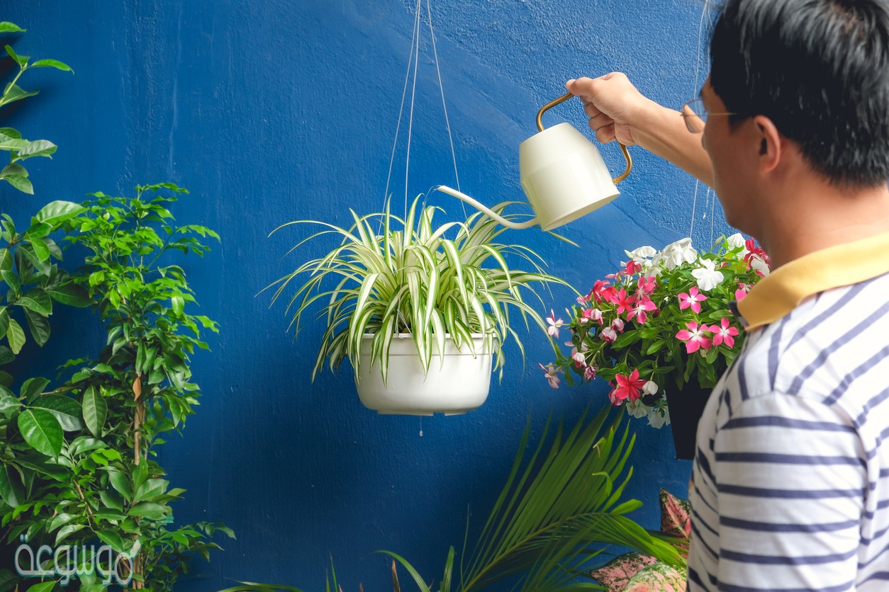 كيف تنتقل المواد خلال النبات