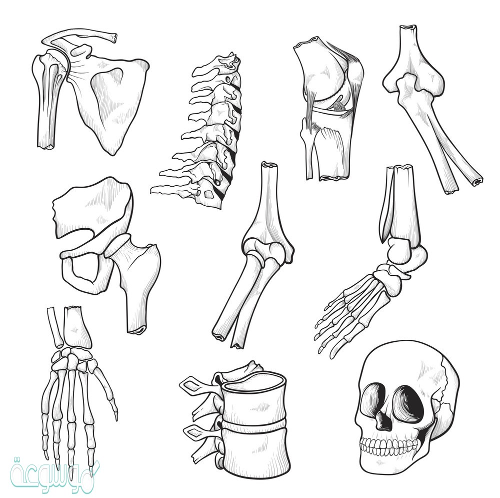 أي أنواع المفاصل يسمح للأرجل والأذرع بالحركة في الاتجاهات جميعها؟