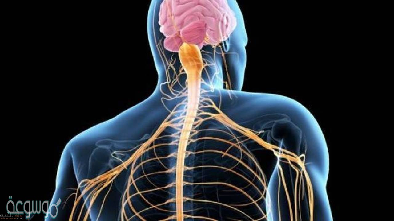 استنتج اذا استطاع السيال العصبي التحرك داخل الخلية العصبية ولم يستطع الانتقال داخل الخلية التالية فما الذي تستنتجه عن الخلية الأولى