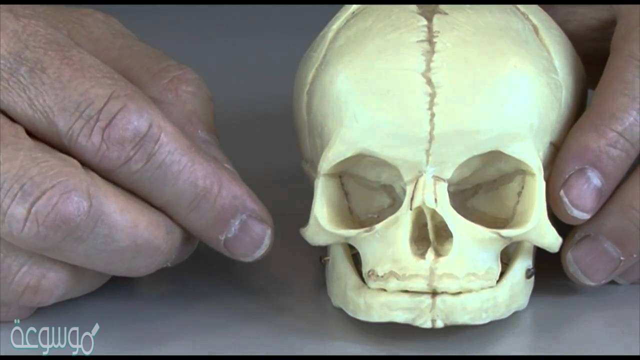 استنتج لماذا تكون المفاصل الجمجمة في الجنين مرنة وعند البالغين ملتحمة وغير متحركة