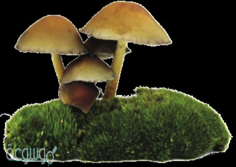 الترمم علاقة تنشأ عن استفادة مخلوق حي وضرر الآخر