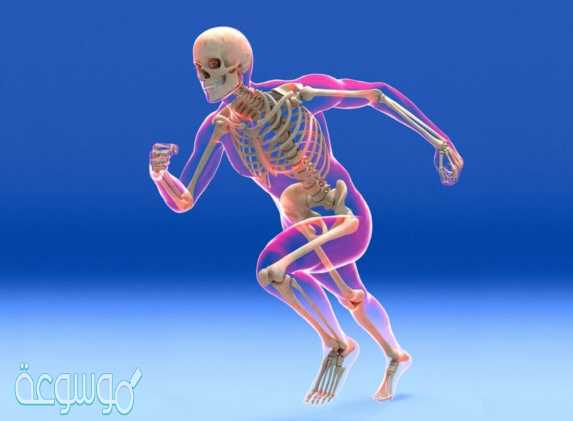 الغطاء الخارجي الصلب للعظم