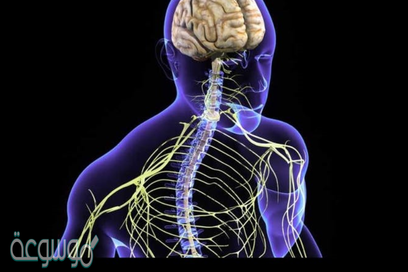 الوحدة الوظيفية في الجهاز العصبي