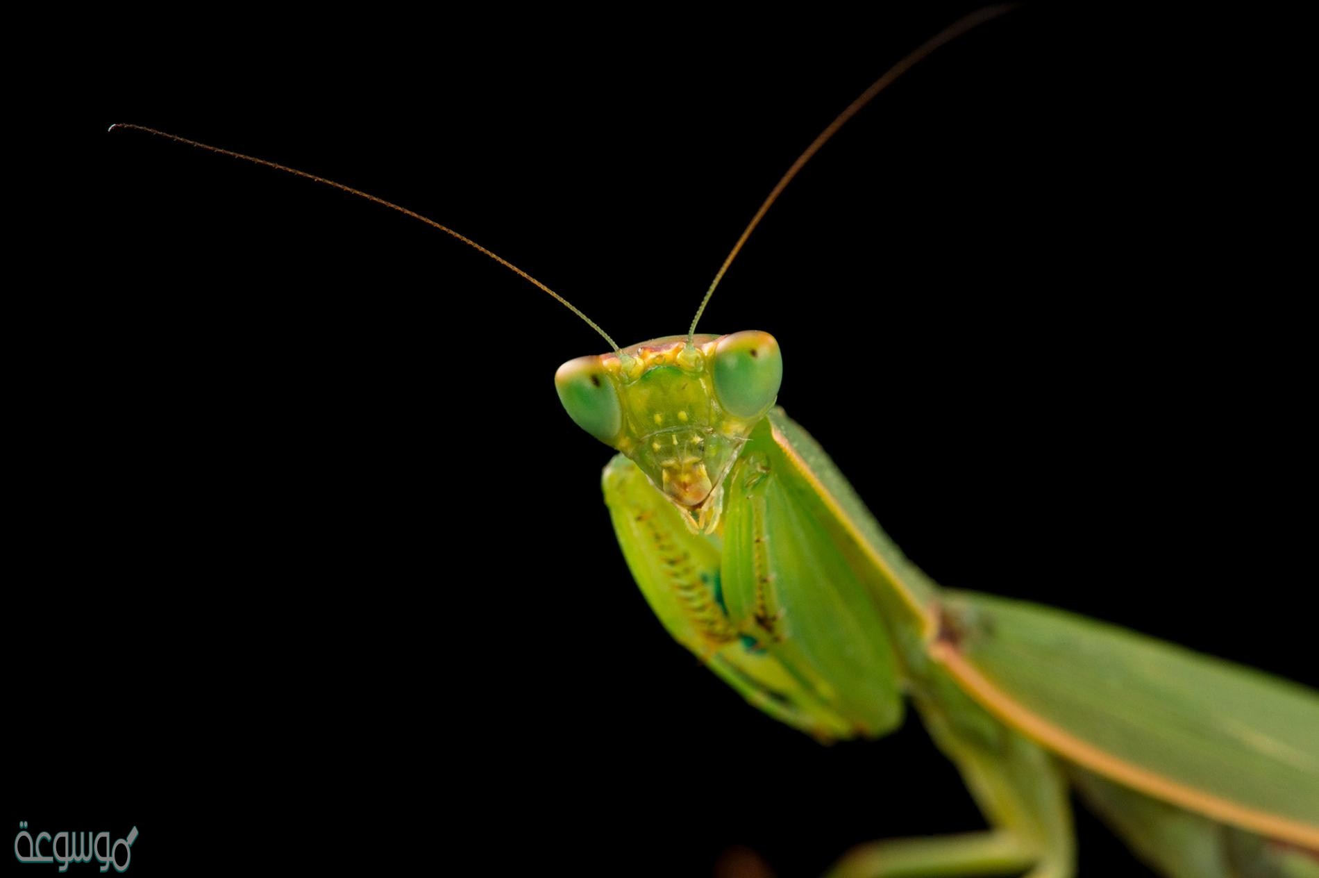 اي مما يلي ينتمي الى الحيوانات اللافقاريه