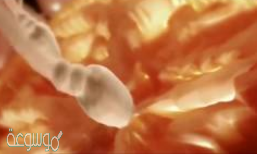 اين تحدث عملية الإخصاب