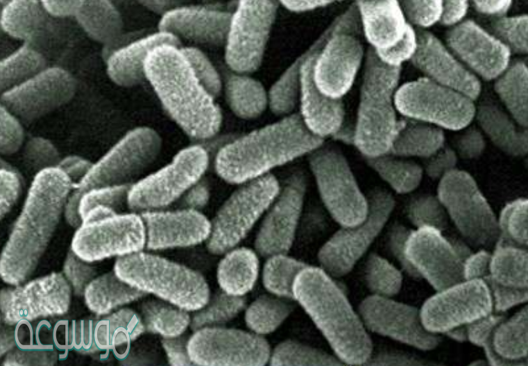 تحدث عملية التخمر في خلايا العضلات في الجسم وينتج عنها حمض اللاكتيك