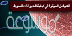 تنبأ كيف يمكن ان تؤثر العوامل الاتية في عملية انتاج الحيوانات المنوية البيئة ذات درجات حرارة عالية ارتفاع درجة حرارة الجسم الناتج عن المرض اذا كانت الخصية ذات التجويف البطني اصابة الخصية فسر اجابتك