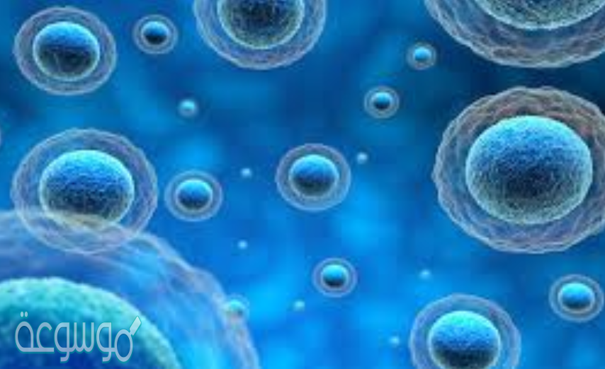 تُنتج الطاقة المختزنة من عملية التخمر دون وجود الأكسجين