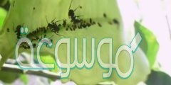 كيفية مكافحة حشرات النباتات المنزلية 2022