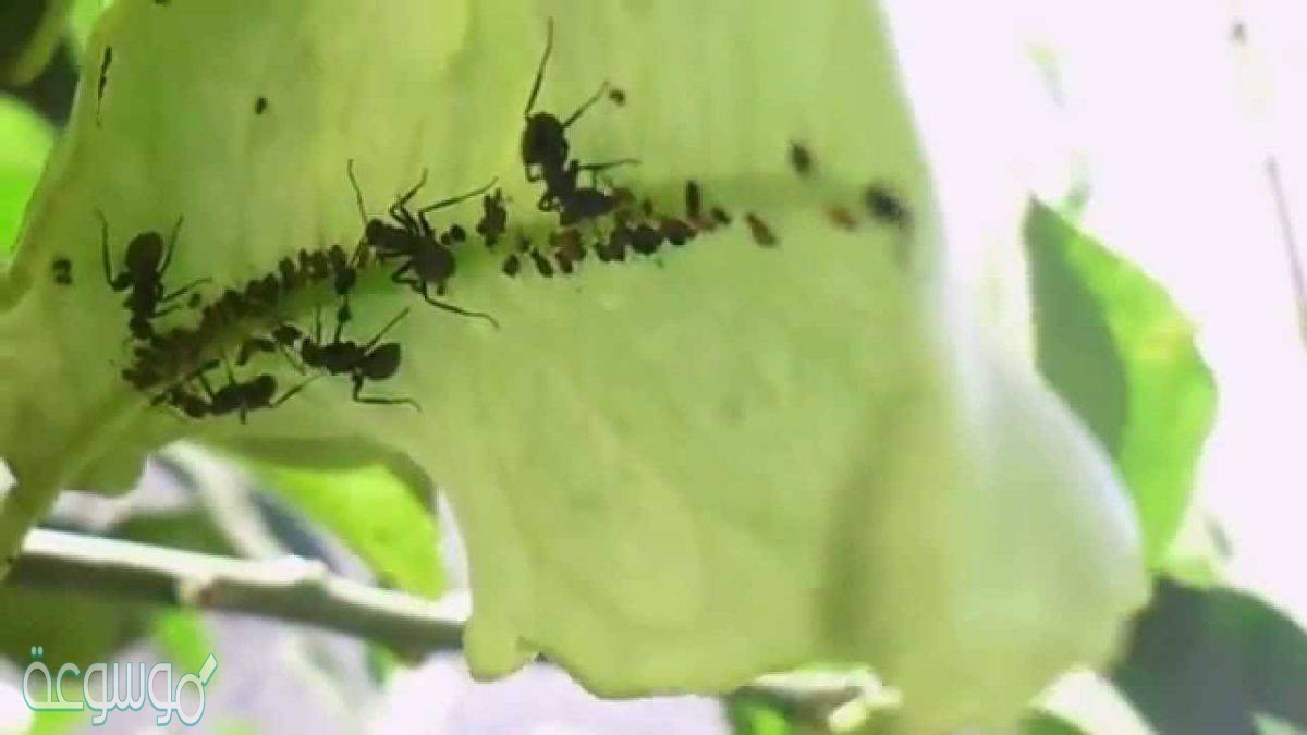 كيفية مكافحة حشرات النباتات المنزلية 2021