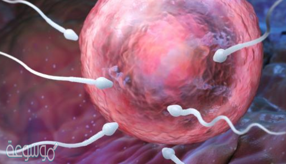 صف ماذا يحدث عندما تخصب البويضة