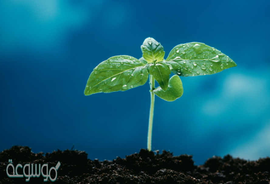 صف مميزات النباتات التي تنتج البذور