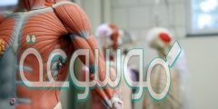 صف وظيفة العضلات