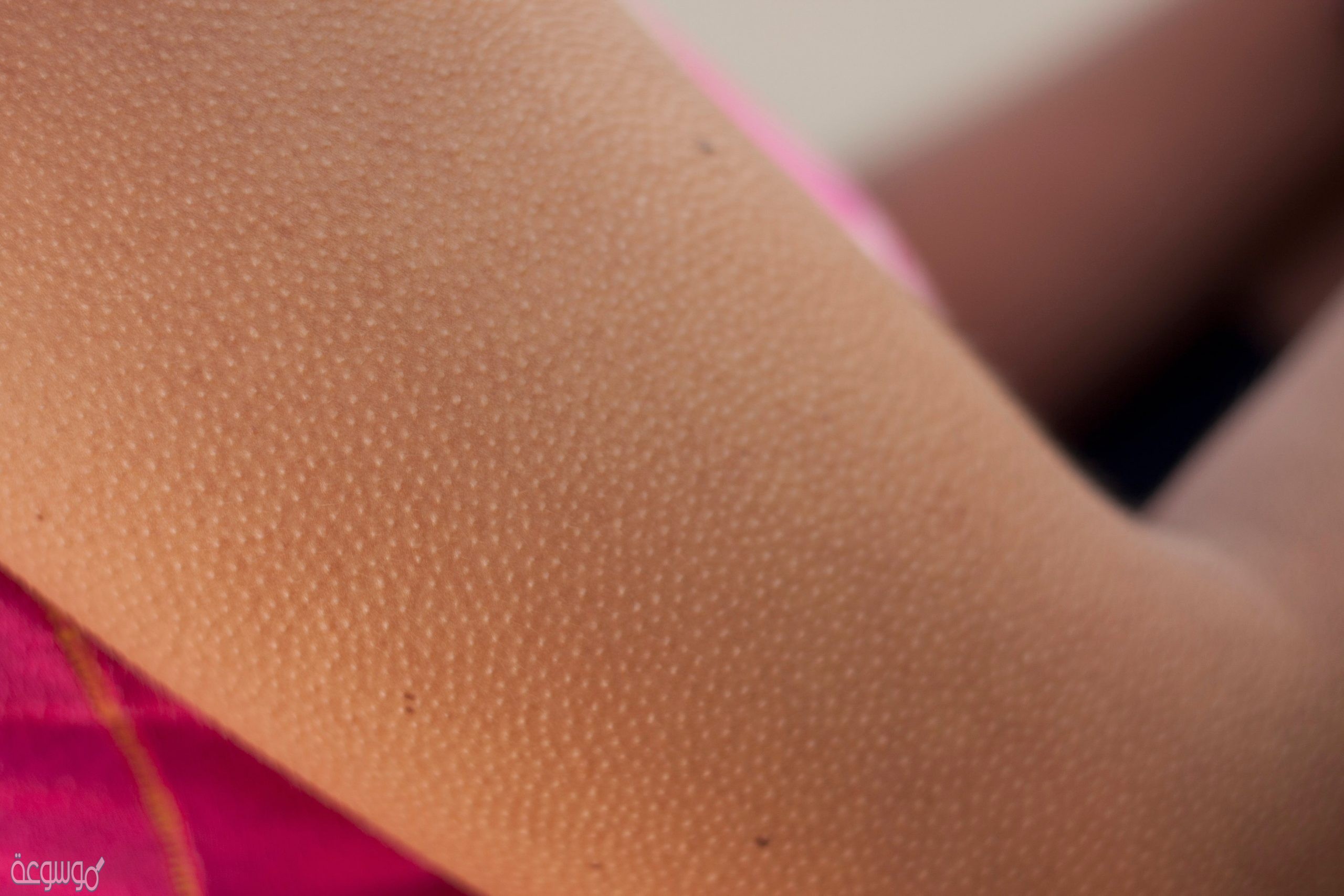 طبقة الجلد التي تعمل على عزل الجسم هي