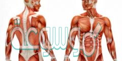 كيف يزداد حجم العضلات ثاني متوسط