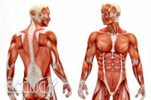 كيف يزداد حجم العضلات ثاني متوسط