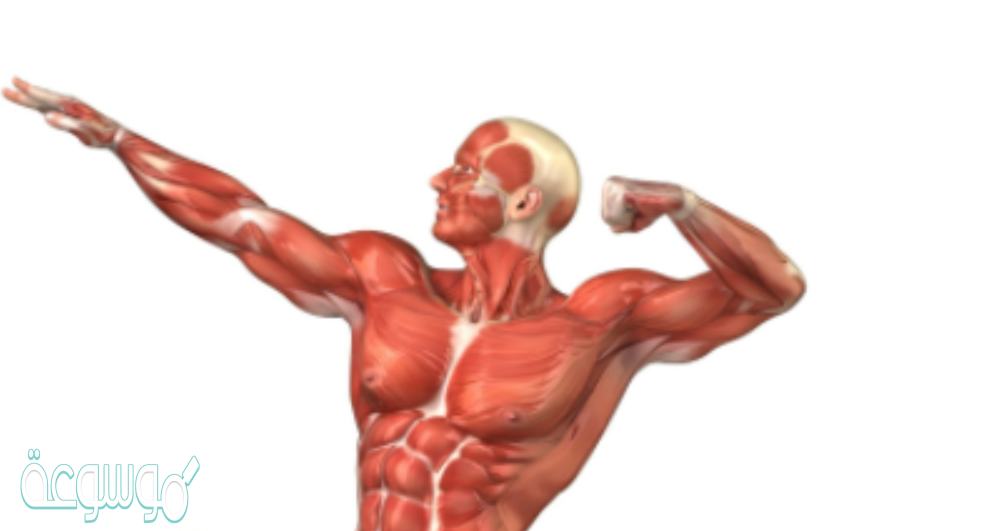 عضلات تمتاز بأنها غير مخططة هي العضلات