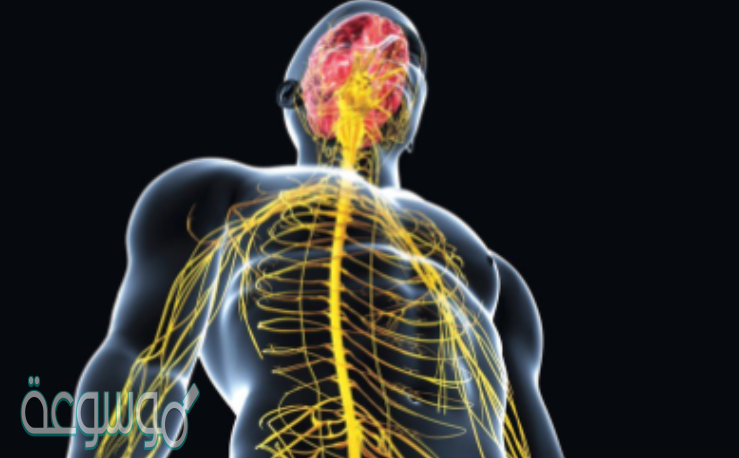 فراغ صغير ينتقل عبره السيال العصبي