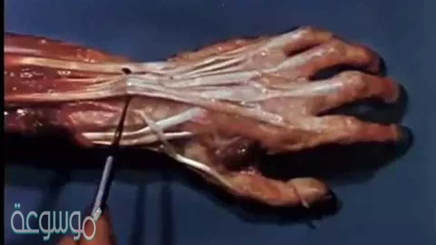 قارن بين وظائف الاربطة والاوتار