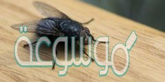 كيف تتخلص من الذباب في المنزل