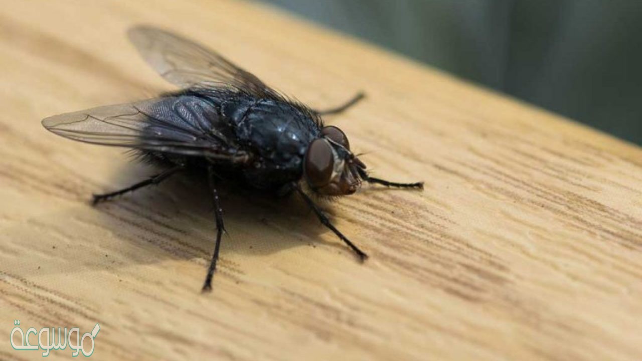 كيف تتخلص من الذباب في المنزل