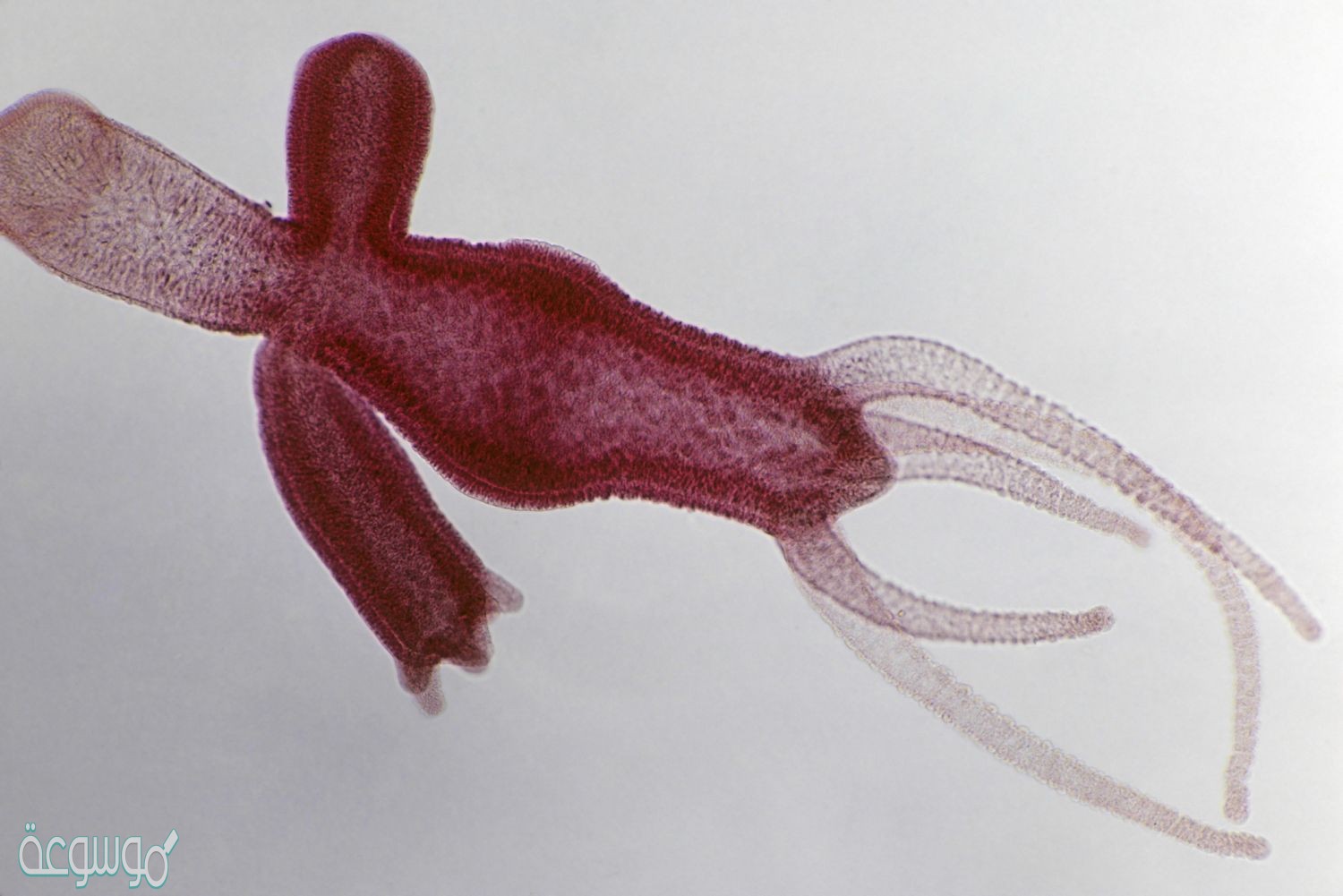 كيف تتكاثر الهيدرا