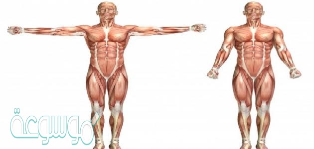 كيف تحصل العضلات على الطاقة اللازمة لانقباضها وانبساطها