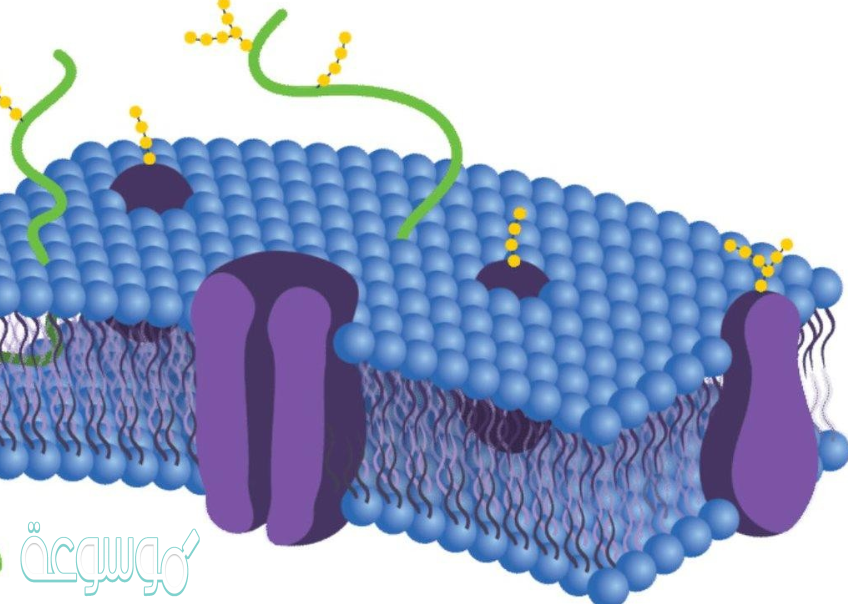 كيف يتحكم الغشاء البلازمي في مرور المواد؟