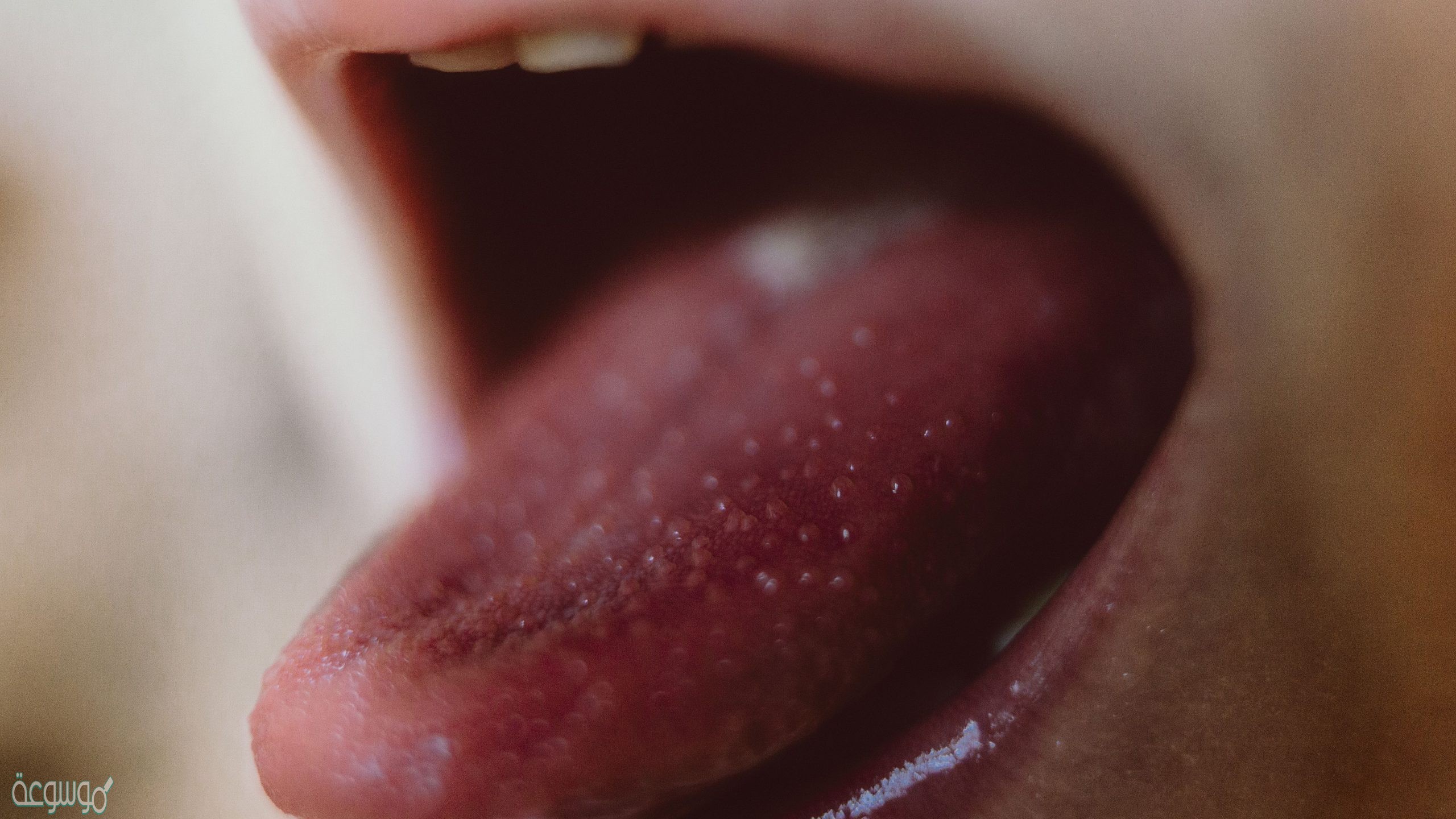 لسان المزمار جزء من المعدة يفرز عصارات هاضمة