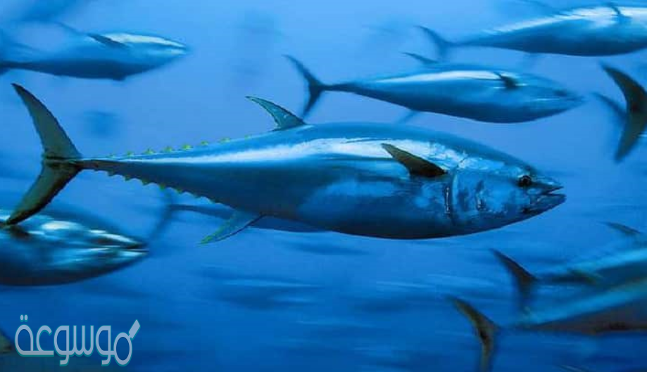 لماذا تموت السمكة اذا خرجت من الماء