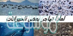 لماذا تهاجر بعض الحيوانات الصف الثالث