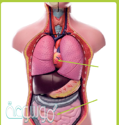 ما أنشطة الجسم الأخرى التي تتحكم فيها العضلات الاإرادية