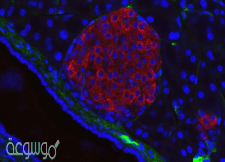 ما اسم العملية التي تستعمل الأكسجين لتحليل الجلوكوز؟